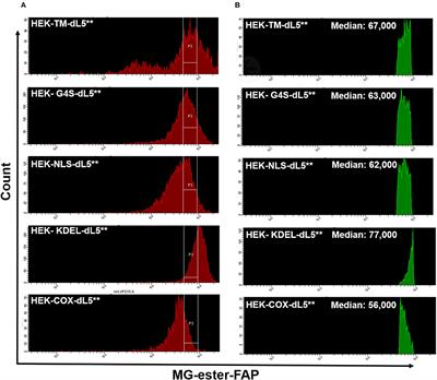 Subcellular Singlet Oxygen and Cell Death: Location Matters